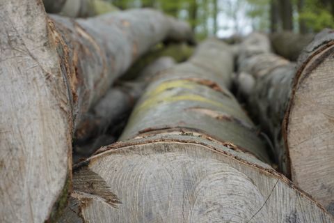 Holzstapel im Wald