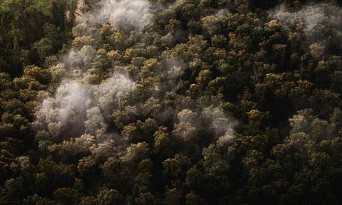 Remchinger Wald im Nebel